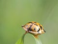 Back view of turtoise leaf beetle Royalty Free Stock Photo