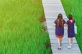 Back view of two female friends walk and take photography along the bamboo path that crossed through the fields in the evening