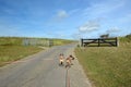 Two French Buldog dogs on long leashes walking through national park `De Muy` in the Netherlands on island Texel