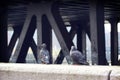 Back view of two gray pigeons perched on the wall