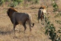 Back view of two lion in Kruger National Park, South Africa