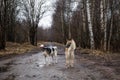 Mixed breed dogs at walk on dirty country road Royalty Free Stock Photo