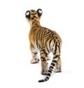 Back view of a two months old tiger cub standing Royalty Free Stock Photo