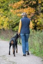 Back view of the walking with dobermann woman in a Royalty Free Stock Photo