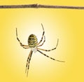 Back view of a wasp spider hanging from a wooden branch, Argiope