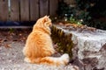 Back view well-fed ginger cat sits outdoors on a rock patio near the wooden fence with fallen leaves around. Autumn