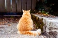 Back view well-fed ginger cat sits outdoors on a rock patio near the wooden fence with fallen leaves around. Autumn