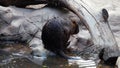 Back view of wet Nutria standing on the rocks by the pond in the zoo Royalty Free Stock Photo