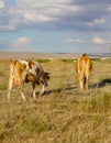 Back view of white and brown or red cows grazing in meadow