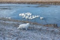 Rear view of a white cat looking on a group of domestic geese swim in a river outside in the morning through frost. Royalty Free Stock Photo