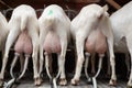 Back view of white goats being milked in a mechanised milking parlour