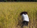 Back view of woman farmer are harvest rice by a sickle Royalty Free Stock Photo