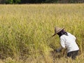 Back view of woman farmer are harvest rice by a sickle Royalty Free Stock Photo