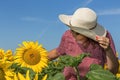 Back view of woman in hat looking at sunflower Royalty Free Stock Photo