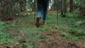 Woman hiking in summer forest. Female hiker walking on green moss in woods Royalty Free Stock Photo