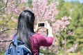 Back view of woman taking photo of cherry blossom