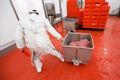 Back view of a worker arranged raw meat minced in an industrial process in a stainless steel crate at a meat factory Royalty Free Stock Photo