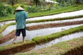 Back view of worker on rice field