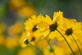 Back view of the yellow coreopsis  flowers in the sun Royalty Free Stock Photo