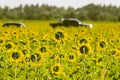 Back view of yollow sunflower field landscape with blurred car on background Royalty Free Stock Photo