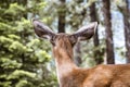 Back view of Young black-tailed deer head, Yosemite National Park, California Royalty Free Stock Photo