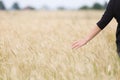 Back view on young happy woman walking on the golden wheat field on a sunny summer day. Beautiful girl outdoors Royalty Free Stock Photo