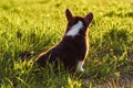 Back view of young little brown white dog welsh pembroke corgi sitting on green juicy grass in park field, watching. Royalty Free Stock Photo