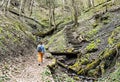 Back view of a young woman with backpack hiking in mossy forest of Caucasian mountains among mossy tree stumps, young ferns and