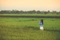 Back view of young woman take a photo by smartphone in the rice Royalty Free Stock Photo