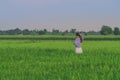 Back view of young woman take a photo by smartphone in the rice Royalty Free Stock Photo