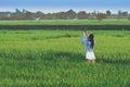 Back view of young woman take a photo by smartphone in the rice Royalty Free Stock Photo