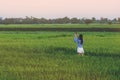 Back view of young woman take a photo by smartphone in the rice Royalty Free Stock Photo