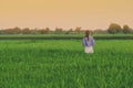 Back view of young woman take a photo by smartphone in the rice Royalty Free Stock Photo