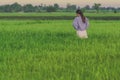 Back view of young woman take a photo by smartphone in the rice Royalty Free Stock Photo