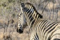 The back view of a zebra