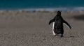 Back of Walking Gentoo Penguin Royalty Free Stock Photo