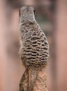 Back of the watchful meerkat on mound Royalty Free Stock Photo