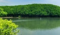 Back water river with green trees in the mam grow forest with sky.