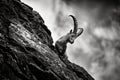 Back and white art photo. Alpine Ibex, animal in nature rock habitat, France. Ibex silhouette with dark evening clouds in the Alps