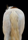 The back of white horse Royalty Free Stock Photo