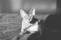 Funny devon rex kitten is laying on a bed and grooming