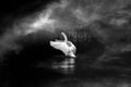 Back and White Swan Royalty Free Stock Photo