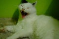 Back and white thailand cat yawn and sleepy Royalty Free Stock Photo