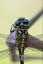 Back of wild black yellow dragonfly Royalty Free Stock Photo