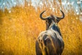 African wildebeest gnu Royalty Free Stock Photo