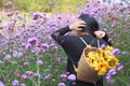 The back of a woman is carrying a basket and has sunflower in verbena flower gardens at Mon Jam, Thailand.