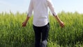 Spring barley fields and people. Royalty Free Stock Photo