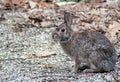 Back yard bunny looking for food Royalty Free Stock Photo