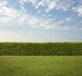 Hedge fence on the grass with copy space Royalty Free Stock Photo