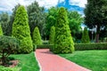 Back yard with red tile alleys for walks among evergreen thuja. Royalty Free Stock Photo